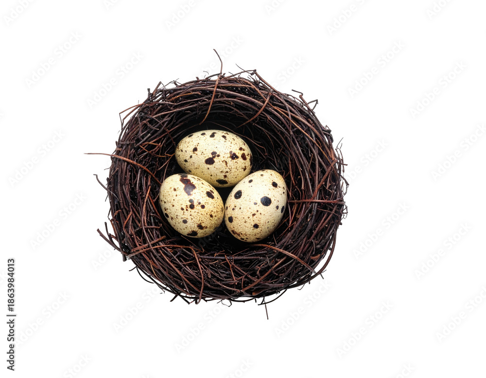 Fototapeta premium Three speckled eggs rest inside a rustic woven nest on a solid black background