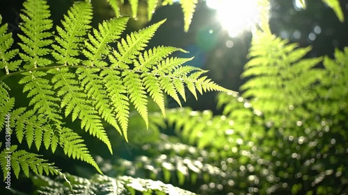 Vibrant green fern fronds illuminated by bright sunlight filtering through the lush forest canopy creating a serene and natural outdoor scene with beautiful bokeh.