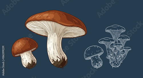 Pair of realistic brown mushrooms next to white line art drawings of various mushroom clusters on a dark blue background for nature studies.