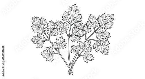 Detailed hand-drawn black and white ink illustration of a bunch of fresh parsley leaves, perfect for botanical, culinary, or herbal designs.