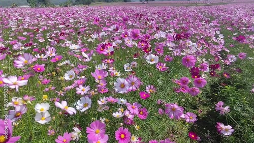 Cosmos flower field with blue sky and mountain background in sunny day