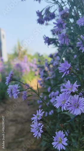 Beautiful purple flowers in the field,Thailand,Asia.
