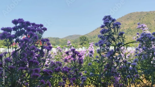 Beautiful purple flowers in the field,Thailand,Asia.