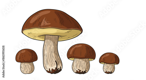 Family of edible brown porcini mushrooms featuring one large specimen and three smaller mushrooms with detailed stem textures.