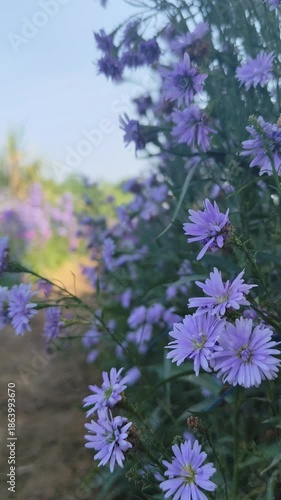 Beautiful purple flowers in the field,Thailand,Asia.