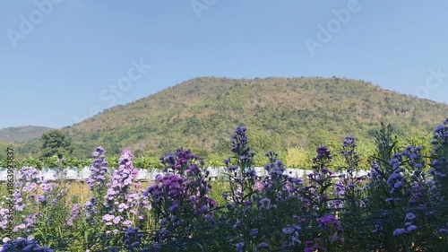 Beautiful purple flowers in the field,Thailand,Asia.