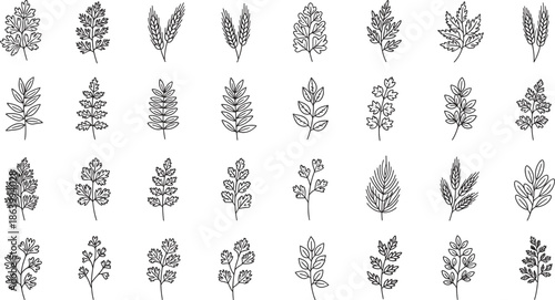 set of various leaf and branch illustrations