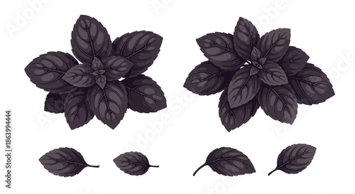 Bunches of fresh purple basil leaves and individual sprigs isolated on a white background for culinary and herbal gardening themes.