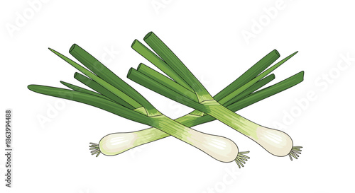 Multiple stalks of fresh green onions or scallions with white roots and long green stems arranged in a group on a white background.