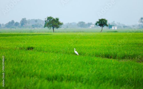 Photos A solitary white egret standing calmly in lush green paddy fields near Madurai,