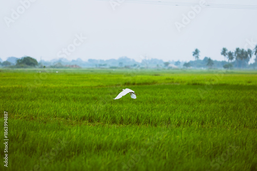A little egret bird flying gracefully over green farmlands near Madurai during golden sunrise, symbolizing freedom, nature, and rural tranquility