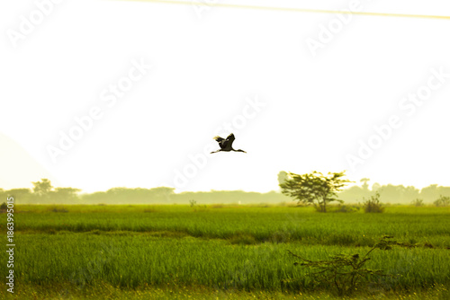 A Asian openbill stork bird flying gracefully over green farmlands near Madurai during golden sunrise, symbolizing freedom, nature, and rural tranquility