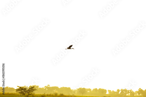 Silhouette of Asian openbill stork bird gliding above lush agricultural fields in Madurai under warm early morning light