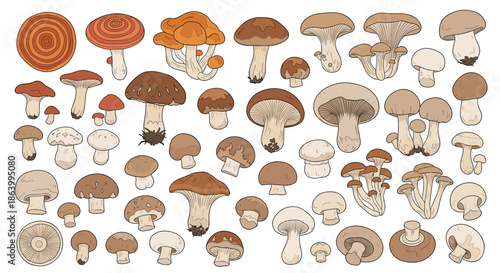 Extensive collection of various wild mushrooms in different shapes and colors illustrated for botanical study or culinary guides.