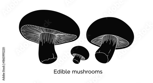 Minimalist black silhouette icons of different edible mushrooms types displayed on a clean white background for culinary and design projects.