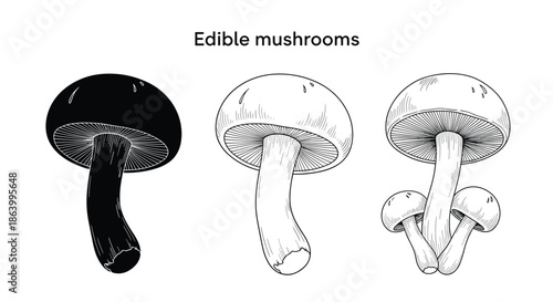 Collection of mushroom graphics showing a solid black silhouette, a simple line outline, and a detailed stippled drawing on white background.