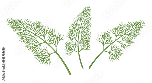 Sprigs of fresh green dill leaves arranged in a symmetrical pattern illustrating the delicate and feathery texture of this culinary herb.