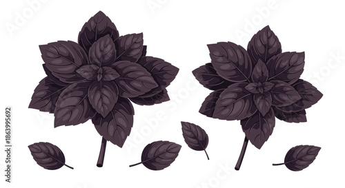 Rich purple basil plants and individual leaves showing detailed vein patterns and deep color for use as a culinary or garden graphic icon.