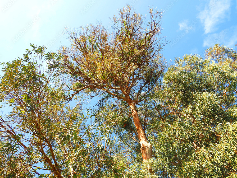 Obraz premium Common eucalyptus tree eucalyptus globulus