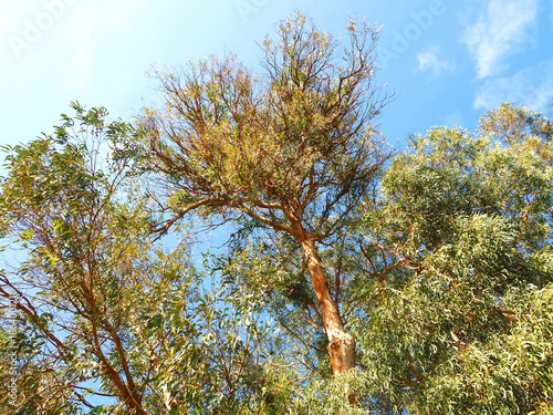Common eucalyptus tree eucalyptus globulus