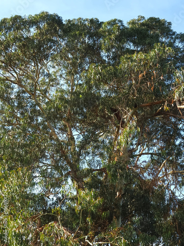 Common eucalyptus tree eucalyptus globulus