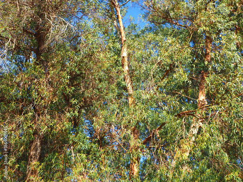Common eucalyptus tree eucalyptus globulus