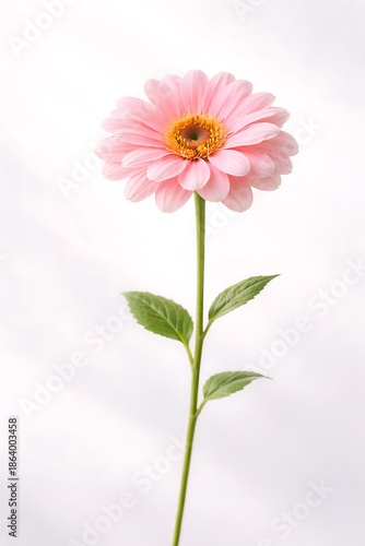 Single Pink Gerbera Flower on White Background