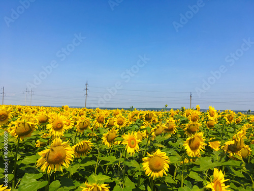 sunflowers in the field