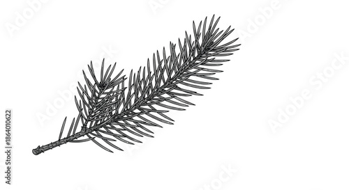 Detailed black and white botanical illustration of a pine or fir branch with sharp needles rendered in a classic woodcut or engraving style.