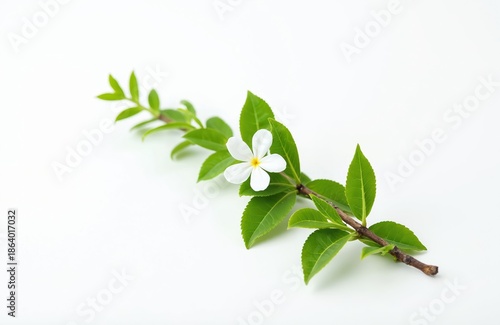 A single white flower with green leaves on a brown branch rests against a clean white background. The delicate blossom and foliage suggest natural beauty and botanical interest.