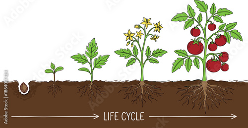 Tomato plant life cycle illustration showing seed germination roots flowering and fruit development stages for gardening farming and agricultural education isolated on white background