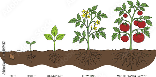 Tomato plant life cycle stages illustration from seed and sprout to flowering and mature harvest for gardening farming and agricultural education