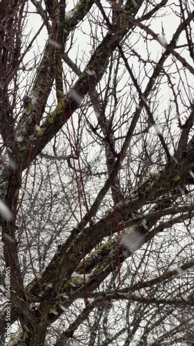 A tree with snow on it. The snow is covering the branches and the trunk. The tree is bare and has no leaves