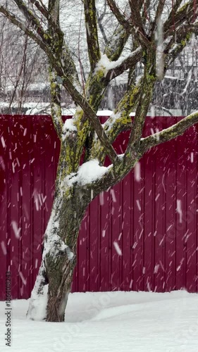 A tree covered in snow and a red fence. The fence is covered in snow as well