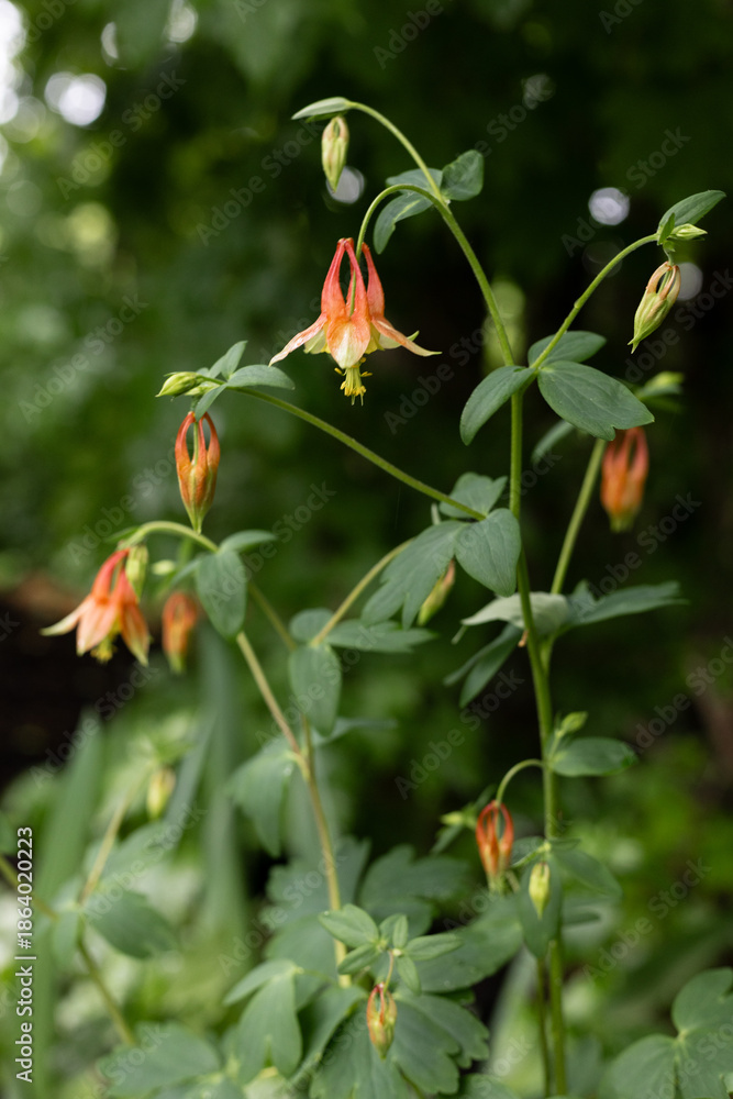 Fototapeta premium Columbine