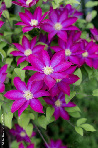 Clematis
