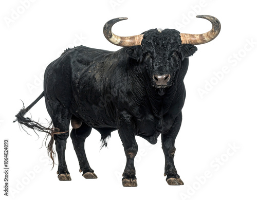 A muscular black bull with large horns stands proudly against a transparent background