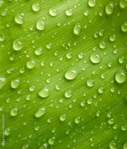 Macro Water Droplets On Vibrant Green Leaf