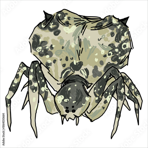 Bird dropping spider. Celaenia excavata. Colorful, hand drawn, vector illustration. Picturesque. Unique detailed stylization. Print on sketchbooks, stickers, postcards, cups, clothes, posters. 