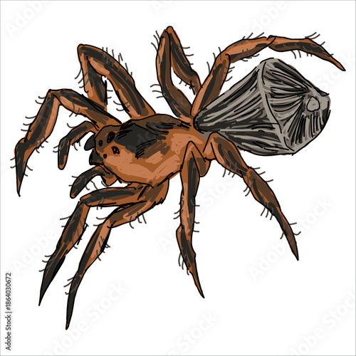 Ravine Trapdoor Spider. Cyclocosmia truncata. Colorful, hand-drawn, vector illustration. Picturesque. Unique detailed stylization. Print on sketchbooks, stickers, postcards, cups, clothes, posters. 