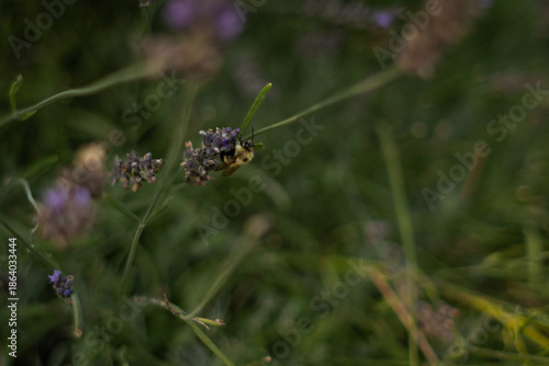 Bee on Lavender