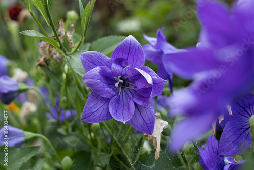 Balloon Flower