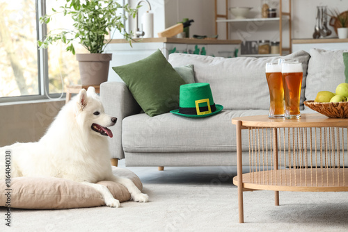 Cute Samoyed dog sitting on...