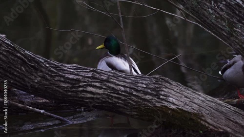 何かに驚いて警戒する真鴨