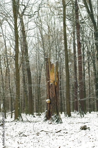Wallpaper Mural A massive, thick trunk of an old broadleaf tree, destroyed and broken, stands in a snowy forest. Torontodigital.ca