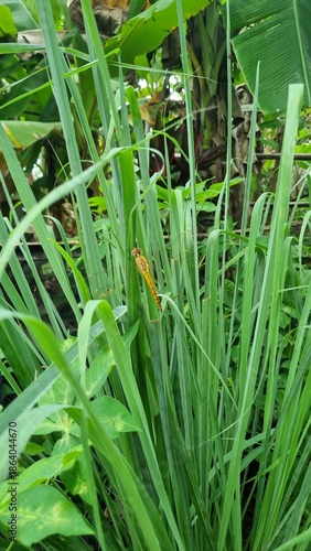 Close up of a small green grasshopper camouflaged amongst lush green grass blades.