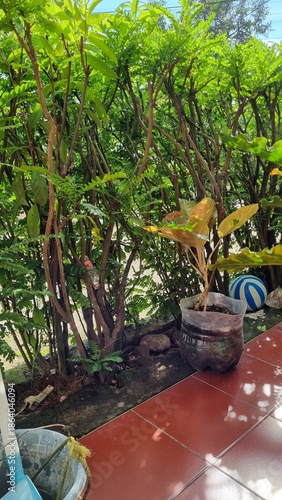 Green foliage with red and brown stems against a red wall.