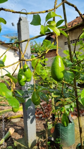 Green unripe avocados growing on a tree branch in sunlight.