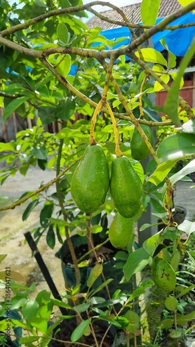 Green unripe avocados growing on a tree branch with lush green leaves in bright sunlight.