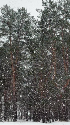 Heavy snowfall in a pine tree forest, large flakes of snow are slowly falling down, slow motion